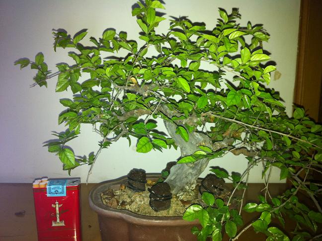 2012510 055.jpg