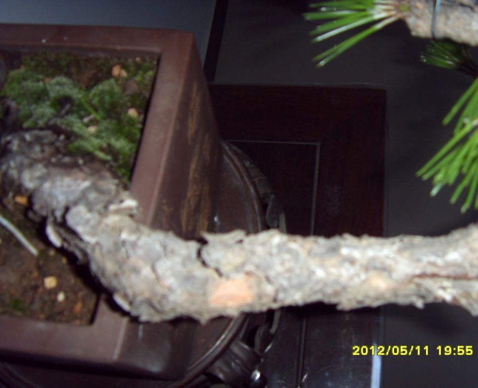 SDC12824.JPG