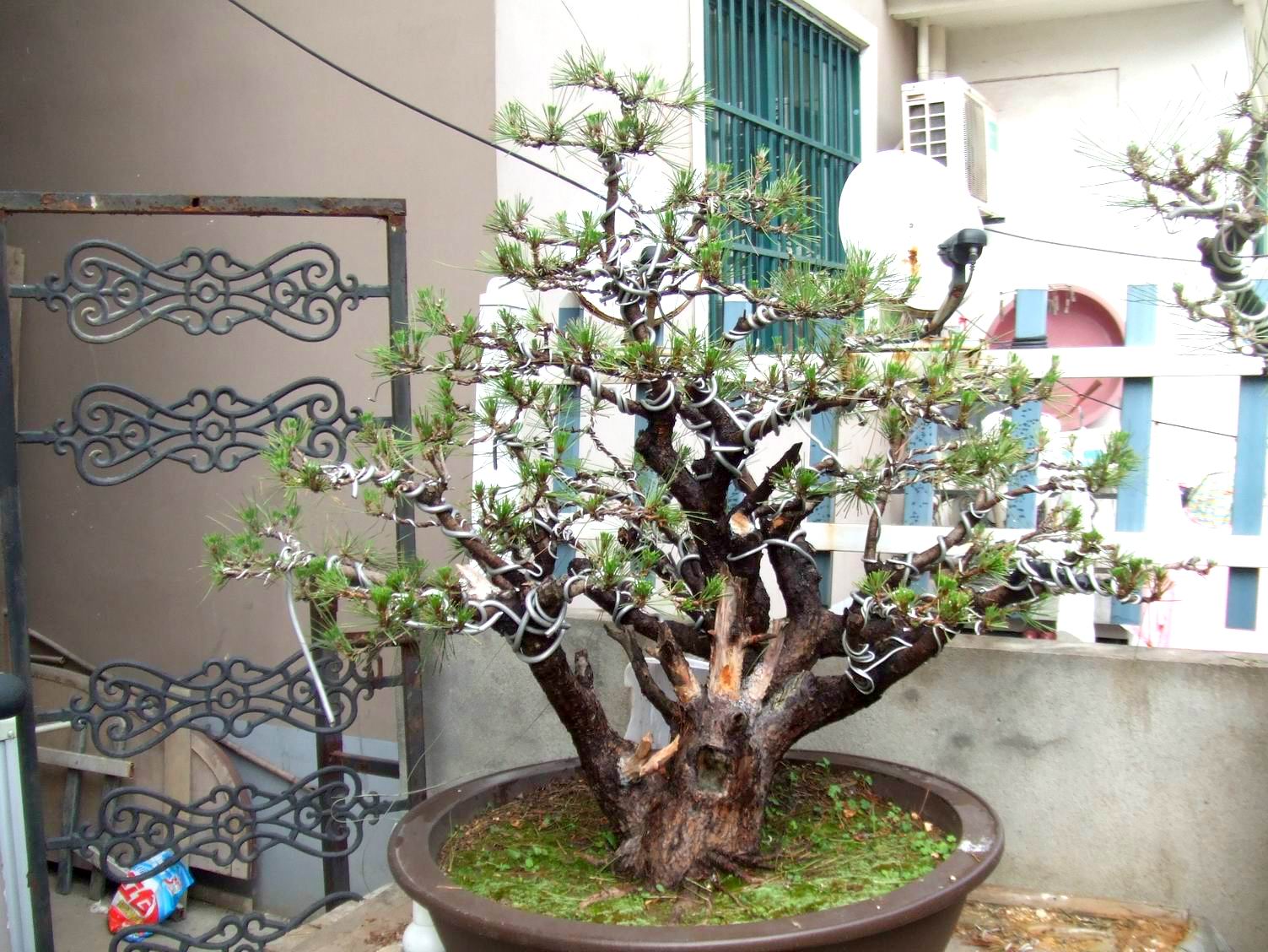 ع С DSCF8930.JPG