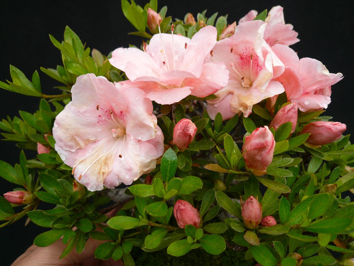 P1080445.JPG
