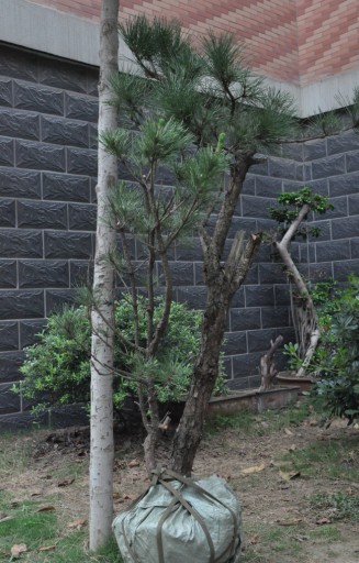 ڵһ.jpg