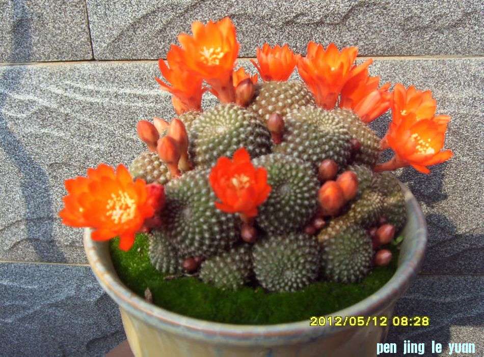SDC12828.JPG