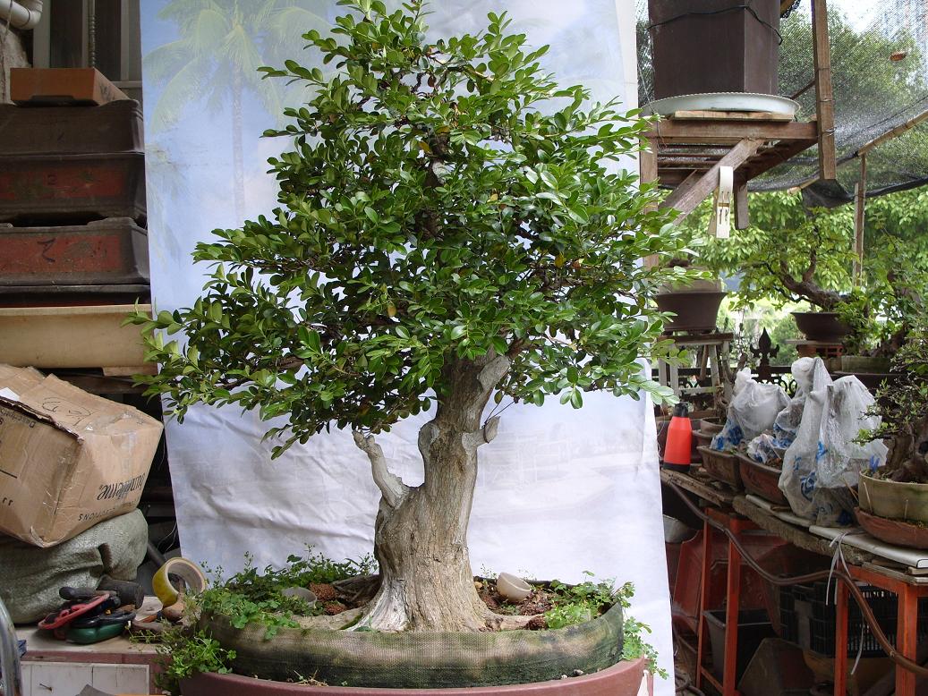 S1050996.JPG