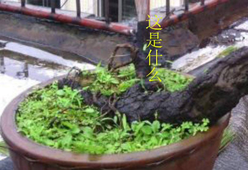 δ-1.jpg