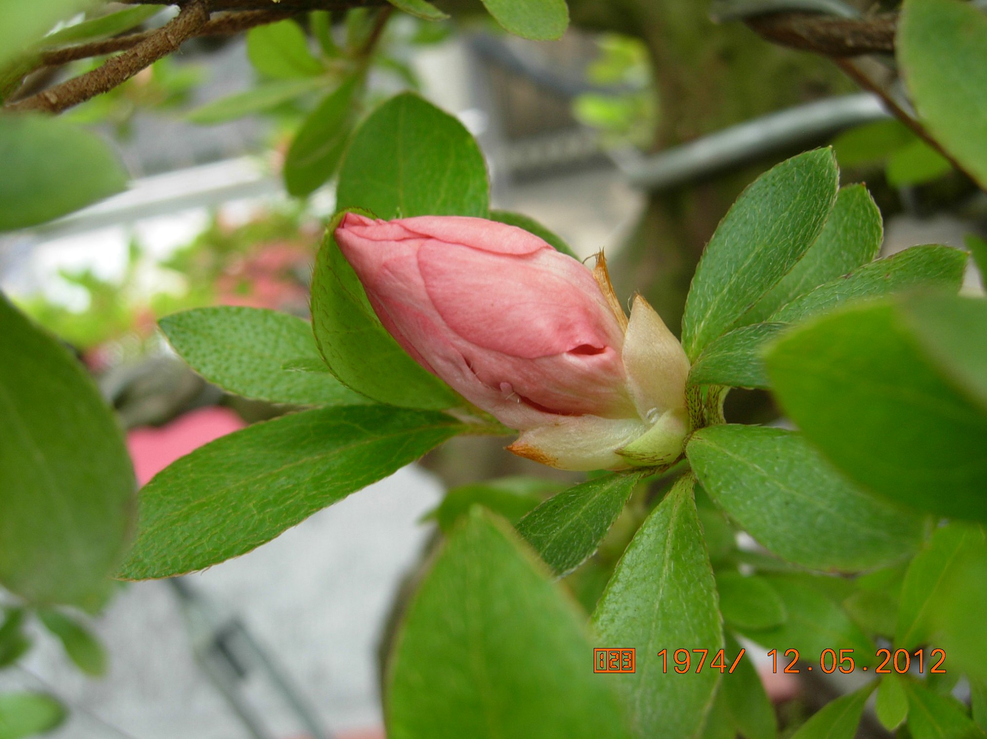 DSCN6141.JPG