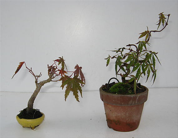 image55.jpg