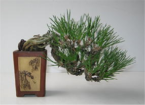 image113.jpg