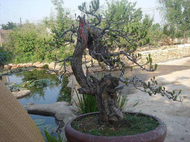 DSC05884.JPG