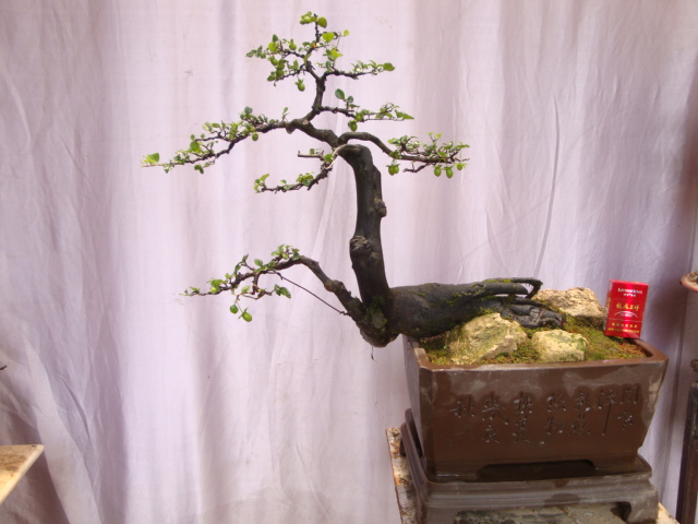 DSC07106.JPG