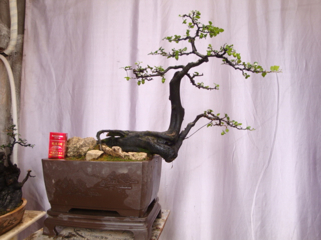 DSC07102.JPG