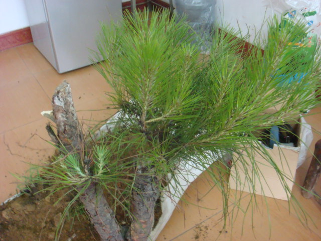 DSC02590.JPG