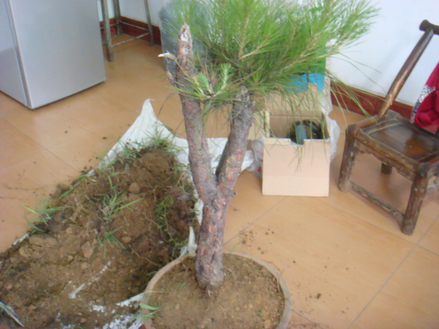 DSC02591.JPG