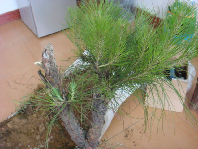 DSC02593.JPG