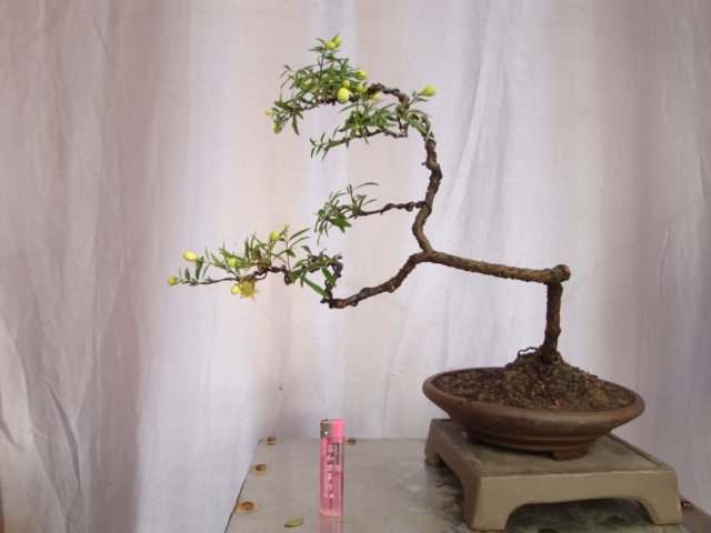 DSC07115.JPG