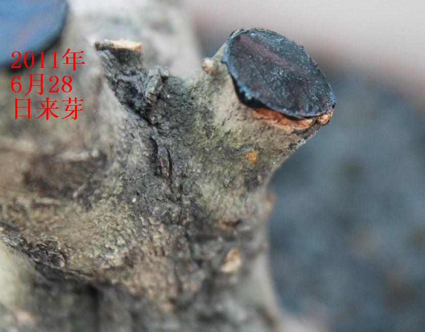 20110628ѿ.jpg