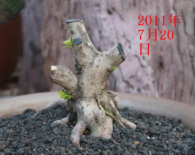 20110720ѿ.jpg