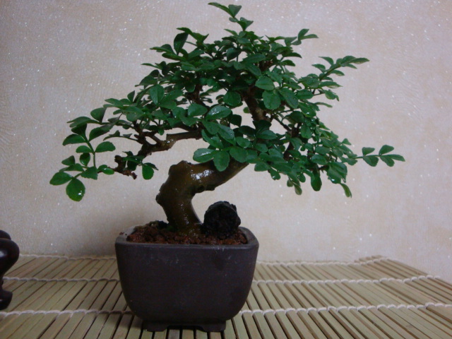DSC08911.JPG