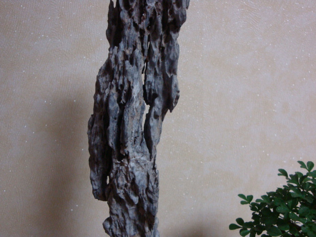 DSC08910.JPG