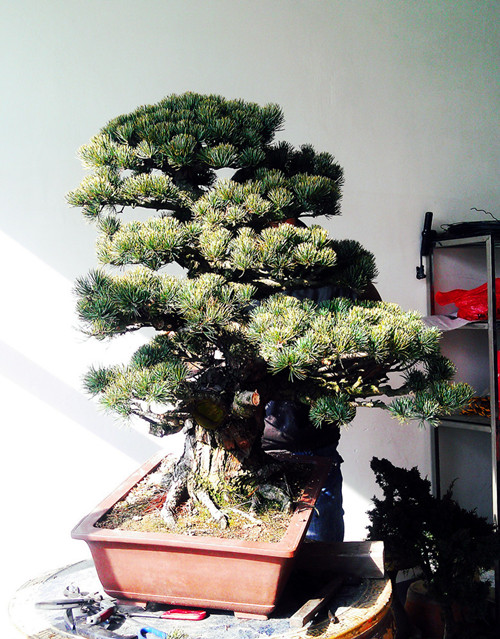 IMAG0795__.jpg