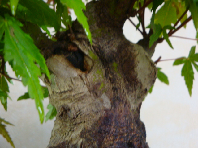 DSC08977.JPG