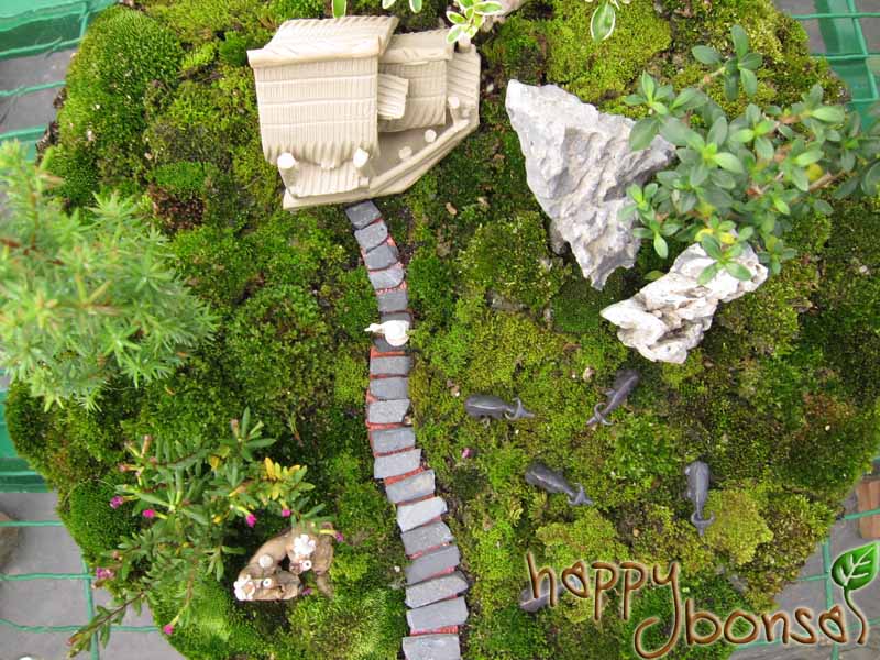 Bonsai-Club-Competition-111.jpg