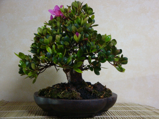 DSC08982.JPG
