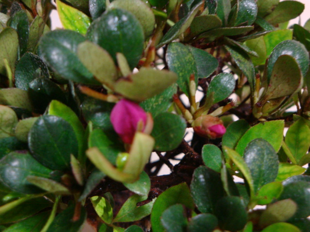 DSC08983.JPG