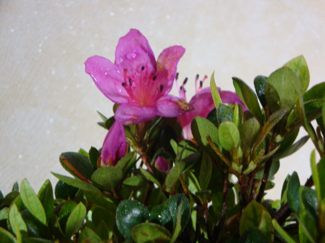 DSC08984.JPG