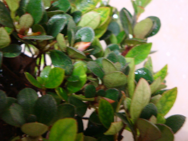 DSC08985.JPG