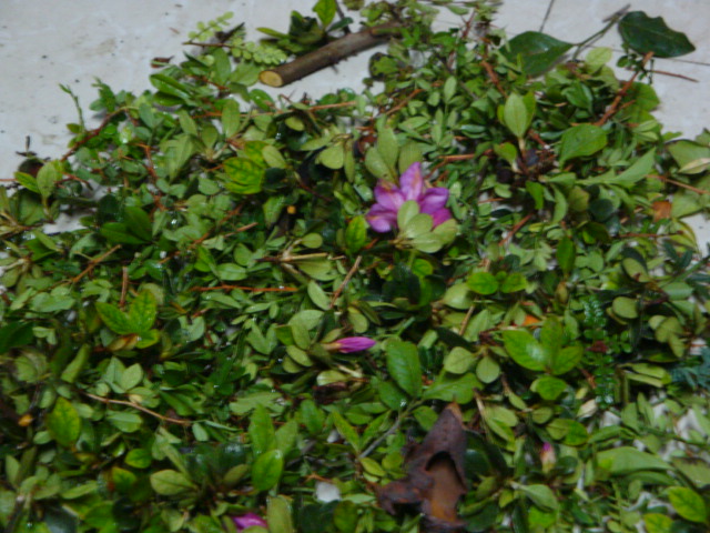 DSC08988.JPG