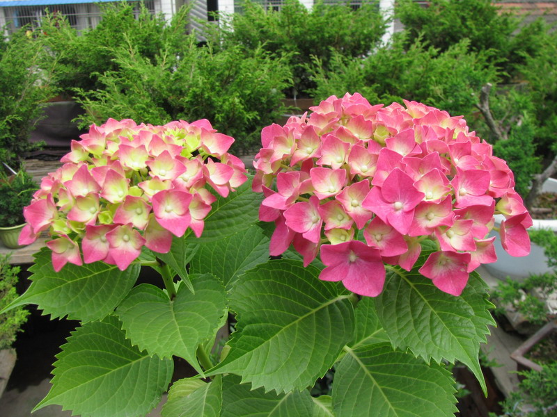  20120520 011.jpg