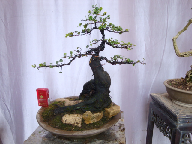 DSC07146.JPG