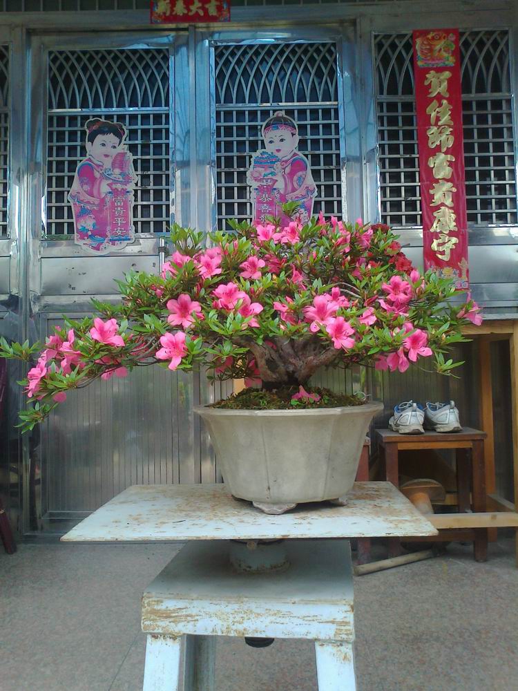 Ƭ0785.jpg