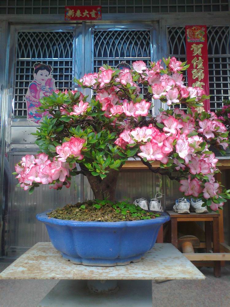 Ƭ0789.jpg