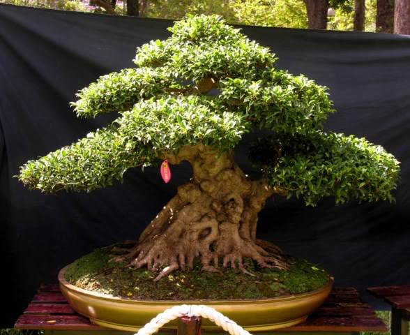 06Ficus.jpg