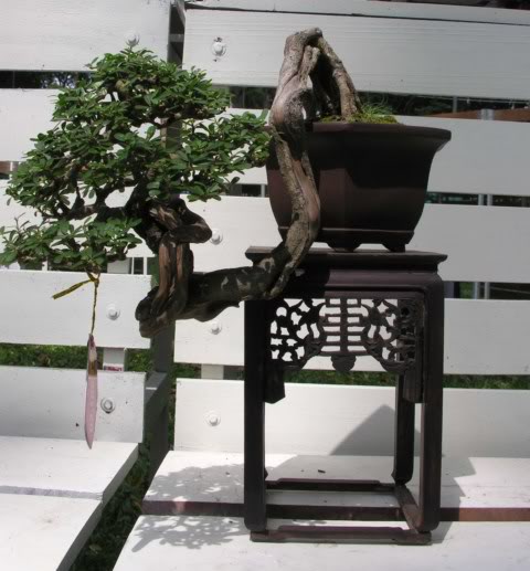 10Desmodiumunifoliatum11.jpg