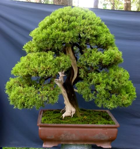 12juniper.jpg