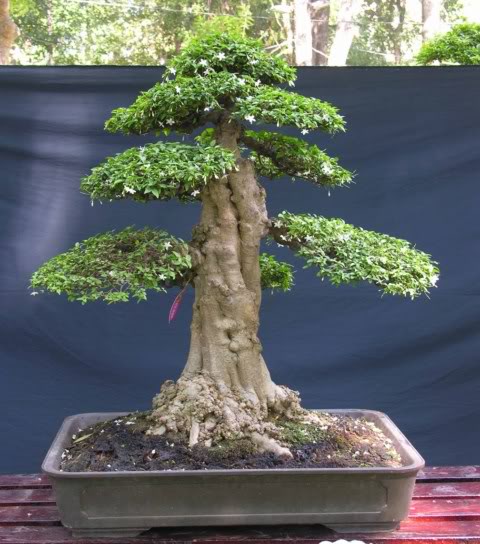 16Wrightiareligiosa5.jpg