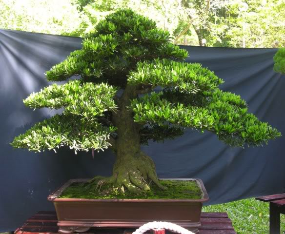 25Podocarpuschinensis.jpg