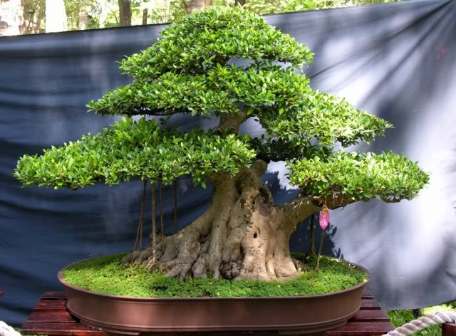 30Ficus2.jpg