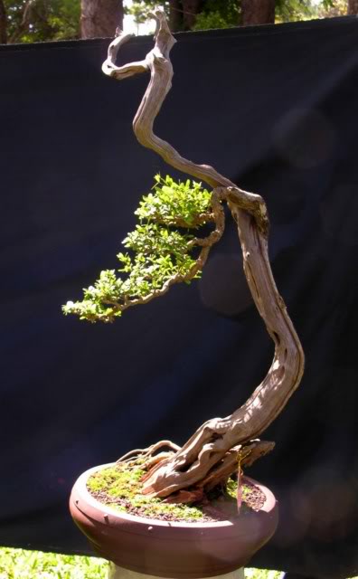 40Desmodiumunifoliatum5.jpg