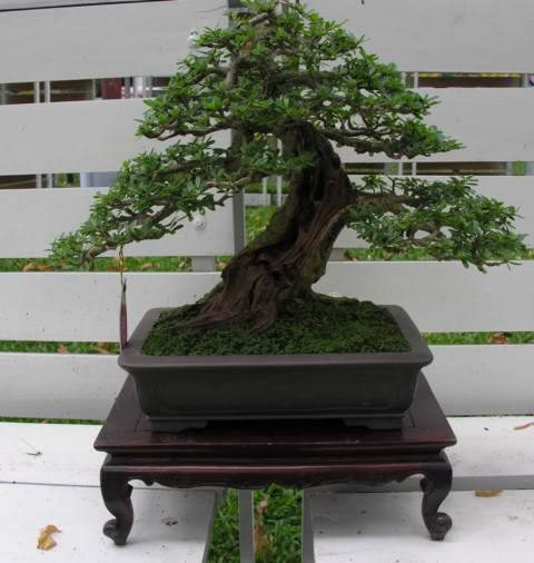 44Desmodiumunifoliatum7.jpg