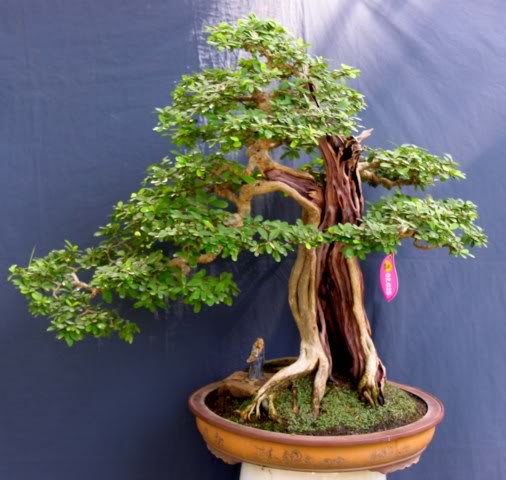 56Desmodiumunifoliatum6.jpg