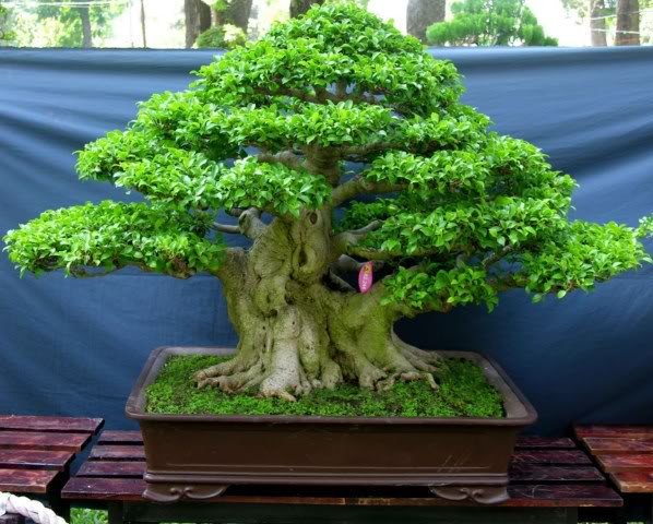 58Ficus3.jpg