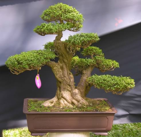 67Wrightiareligiosa8.jpg