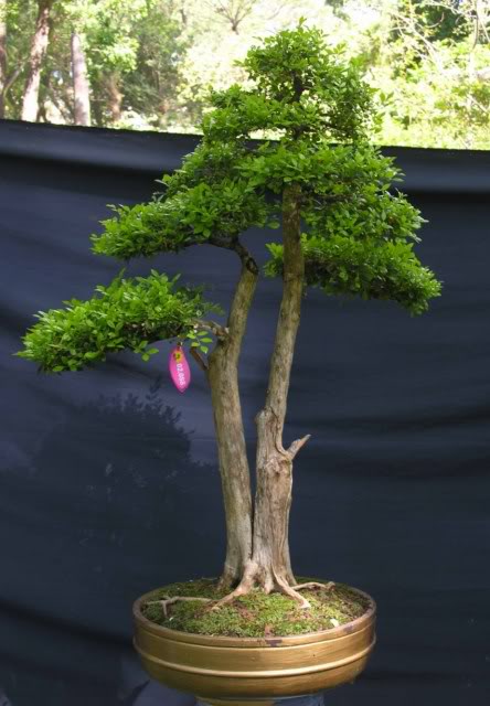 74OrangeJasmine4.jpg