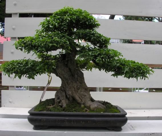 81Wrightiareligiosa259.jpg
