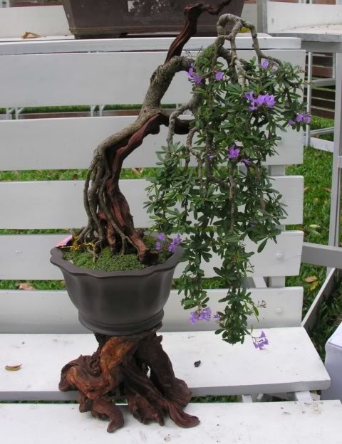 84Desmodiumunifoliatum8.jpg
