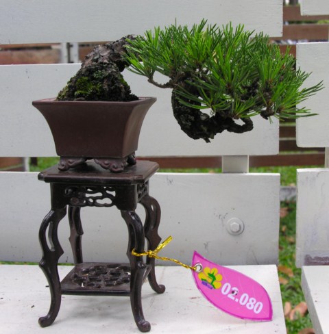 Japaneseblackpine.jpg