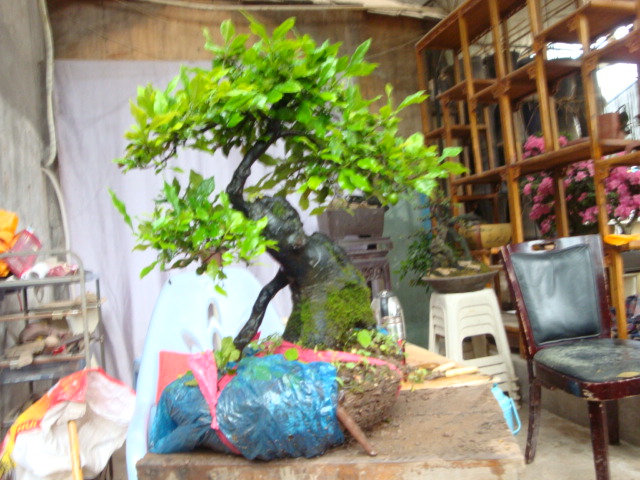 DSC07162.JPG
